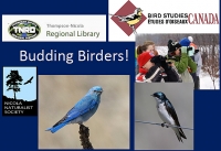 Budding Birders