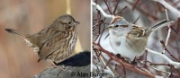 Nicola Naturalist Society Merritt Christmas Bird Count