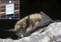 Nicola Naturalist Society - "Bat Inventory in the Nicola Valley"
